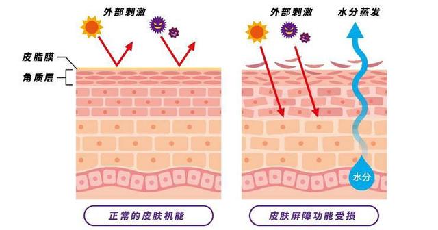 网络用语asmr是什么意思，ASMR是什么意思啊（2021“网络热门护肤词汇”）