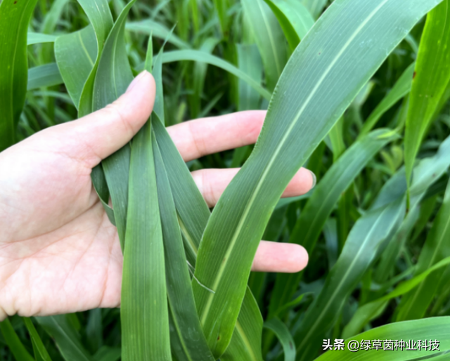 十天收一次的牧草，芒种后南方养鱼的高产牧草