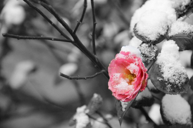 早春的古诗有哪些，描写早春的古诗词大全（满满的温暖和希望）