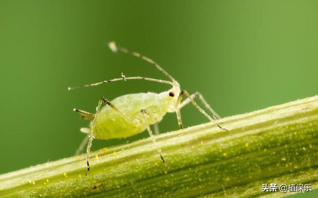 虹吸式口器，虹吸式口器的危害特点（标签中的刺吸式口器害虫都有哪些呢）