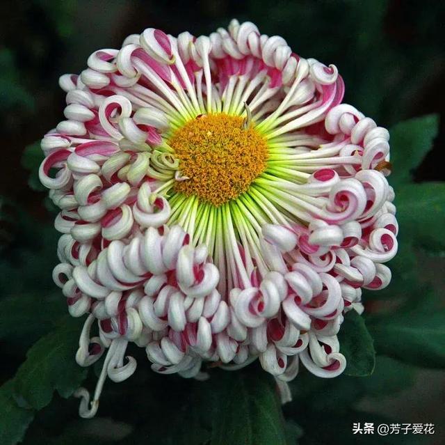 菊花的品质和精神，菊花代表着什么精神品质（粉黛舞魅的菊花品种）