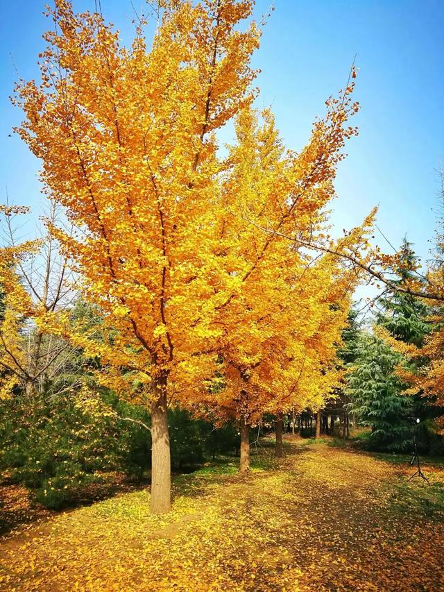 门前栽什么树最好，门前种什么树最旺宅（门前种上“5棵树”）