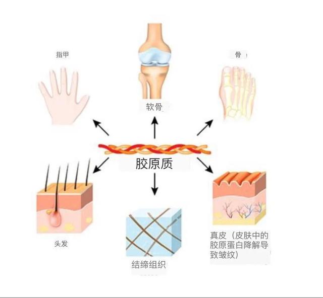 运动员应该吃什么营养品，运动员应该吃什么营养品呢（运动员补充胶原蛋白六大必知）