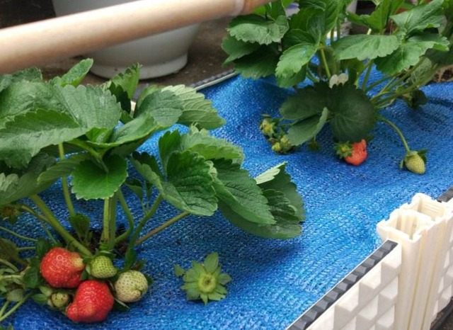 草莓树图片真实，草莓树长什么样子图片（草莓苗一年一换）