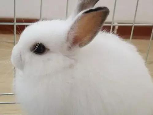 垂耳兔的饲养方法，适合当宠物养的小兔子（垂耳兔该怎么养）