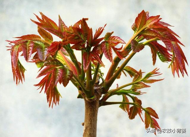 香椿芽的种植方法，从播种育苗到管理采收