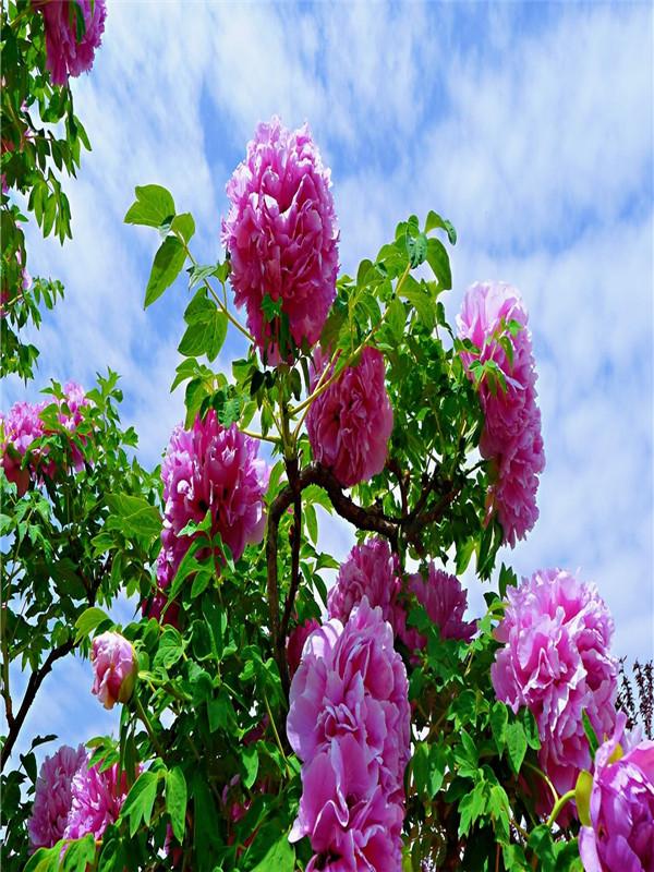 牡丹苗怎么种，牡丹苗怎么种植?牡丹种植方法和时间（牡丹小苗怎么养）