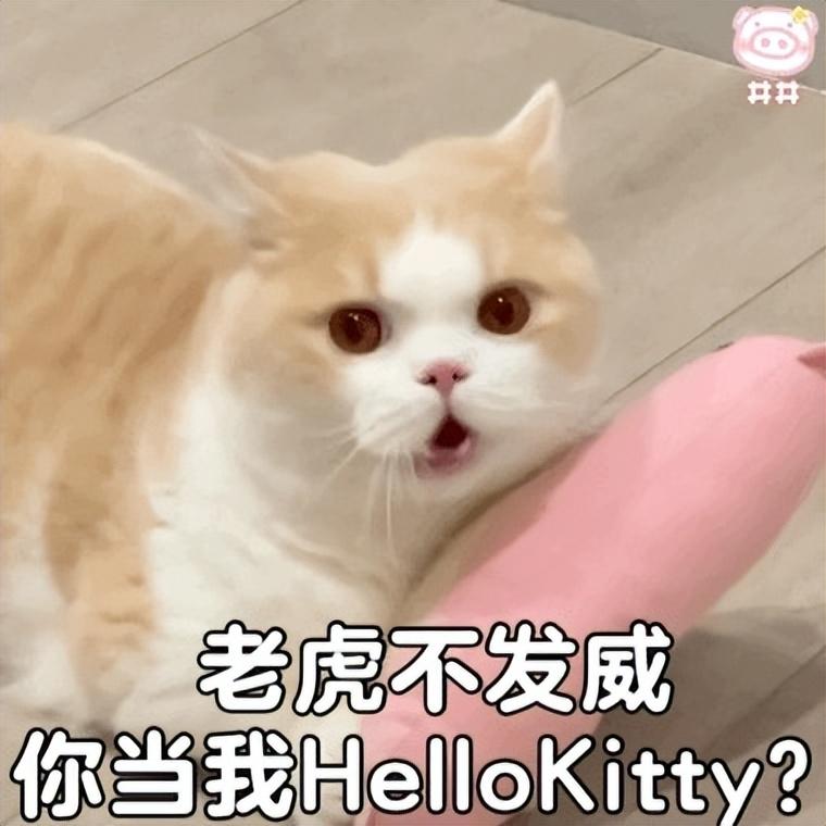 西伯利亚猫多少钱 西伯利亚猫多少钱一只?西伯利亚猫价格|猫咪品种