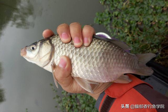 怎樣樣自制鯽魚餌料配方,自制鯽魚餌料配方大全(野釣鯽魚用哪種餌料