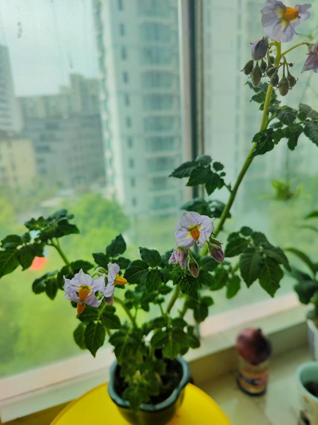 土豆皮红色的怎么回事，土豆皮有点红色（土豆发芽还能吃吗）