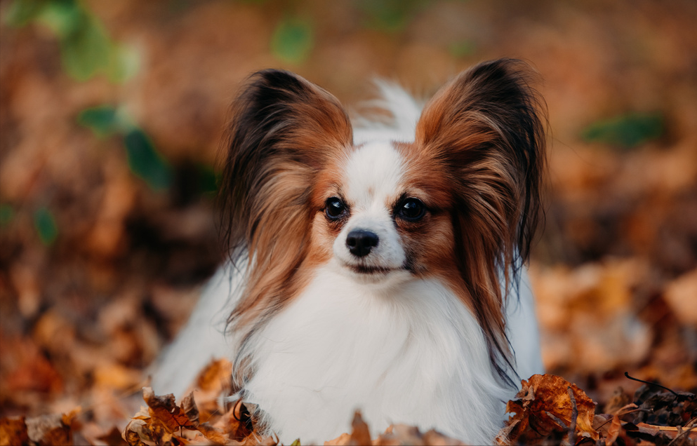 小腊肠犬多少钱一只 腊肠犬多少钱一只腊肠犬的价格行情