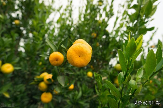 水稻什么时候打拿敌稳，水稻什么时候打拿敌稳最好（两病害稳“拿捏”）