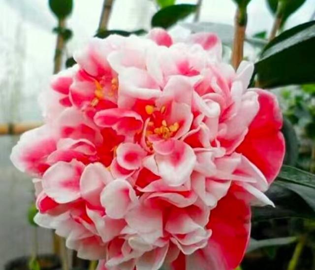 茶花树的养殖方法，花朵大、花期长、越冷越多花