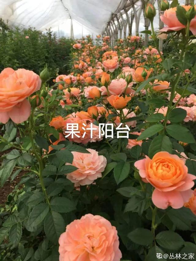 长寿花花语象征与寓意，长寿花的寓意和象征意义（“寿命长”的10种花）