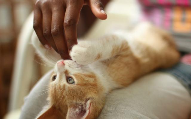 女人梦到被猫咬到手是什么寓意,女生梦到被猫咬到手(猫咪轻咬主人