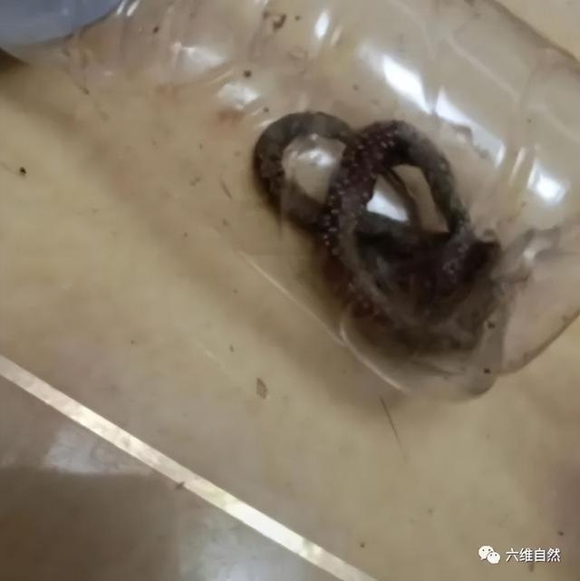 猫为什么可以跟毒蛇打架，猫和蛇打架猫不怕毒吗（重庆一只小猫叼着小毒蛇回家）