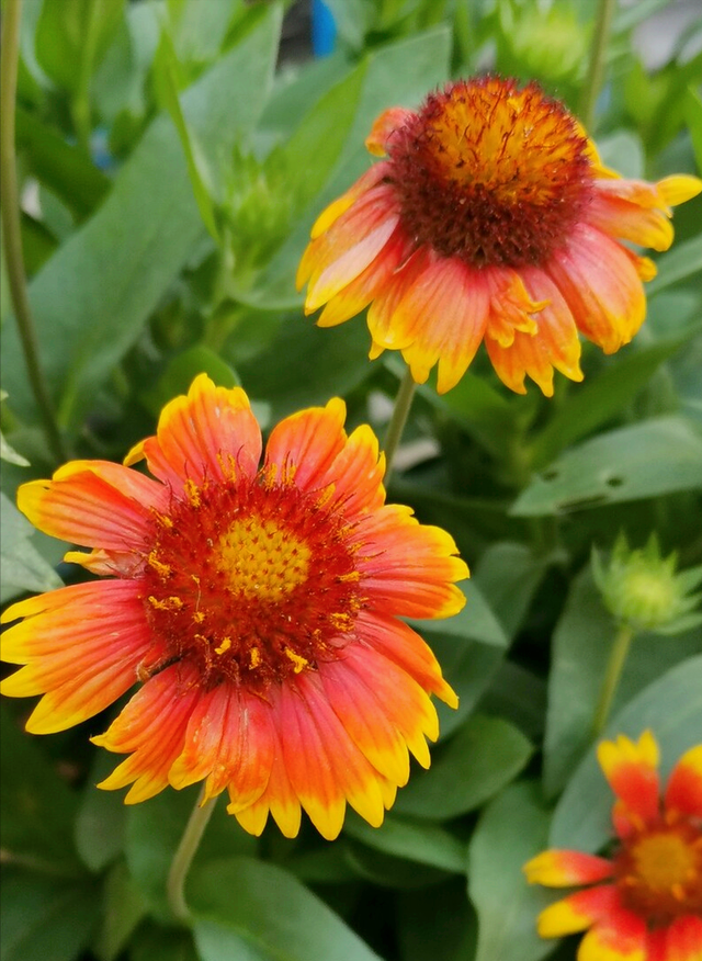 兰花花语心情的句子，兰花开了心情语（一花一世界）