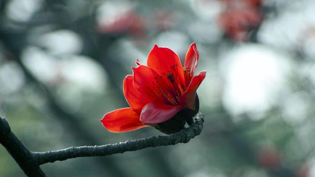 9月30号是什么星座，农历九月三十（9月30日星座运势：勤能补拙）