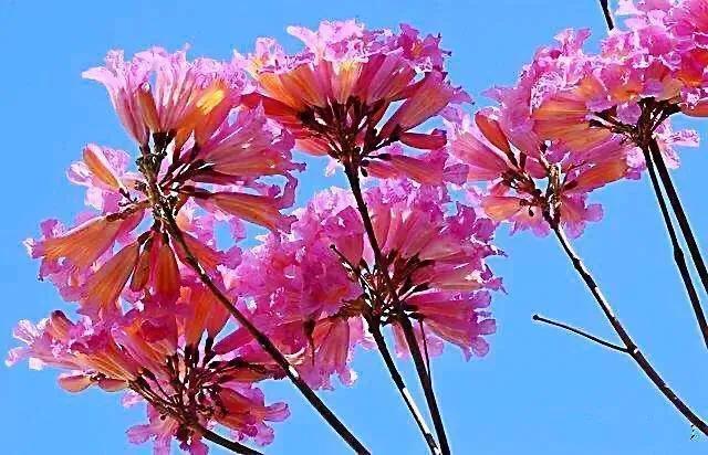 紫花风铃木可以盆栽吗，紫花风铃木北方能成活吗（分享——紫花风铃木）