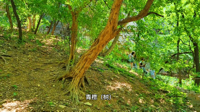 厦门龙洞风景区，厦门龙洞风景区门票多少（厦门龙洞：罕见的峡谷地貌）