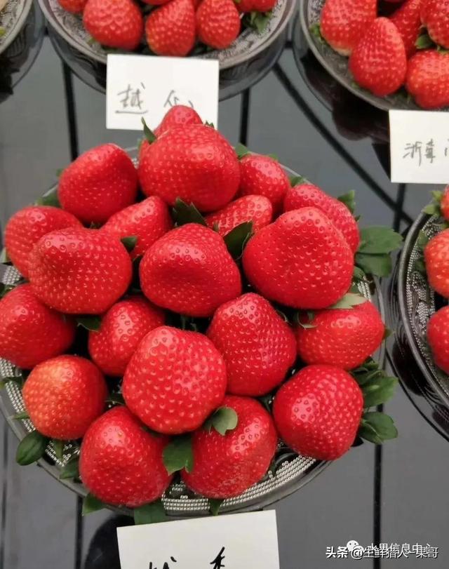 九九草莓特点，九九草莓有几个品种（中国草莓主要产地分布及品种介绍）