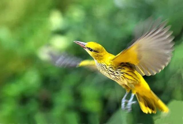 各种黄鹂鸟的各种叫声，大自然的小小精灵——黄鹂鸟