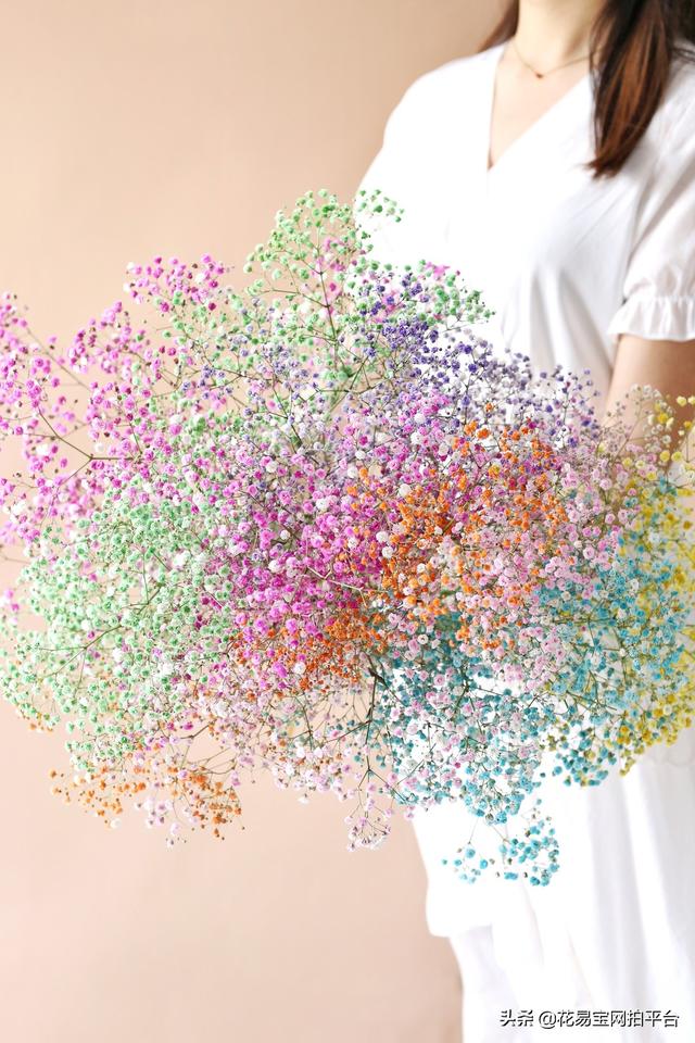 Gypsophila 满天星网名，Gypsophila 满天星（千万星、百万星、伊洛斯有何区别）