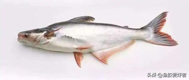 鱼胶是什么，鱼胶是什么鱼身上取的（最便宜的鱼胶是什么鱼胶你知道吗）
