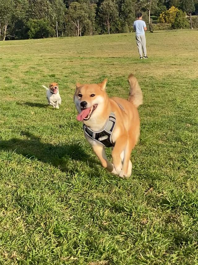 柴犬价格多少钱一只，小型柴犬价格多少钱一只（常犯这些错误，会减短它的寿命）