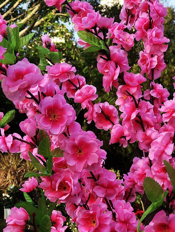 麒麟花的寓意是什么，客厅摆放麒麟的图片（海南迎春花市年味渐浓）