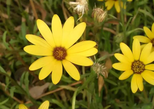 花，花好月圆人长久（72种鲜花欣赏图片）