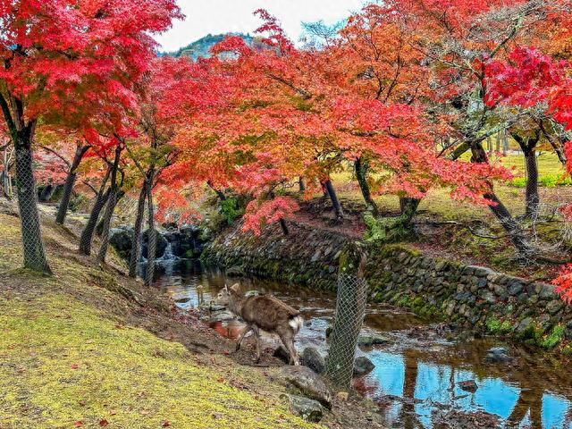 日本奈良东大寺，全世界现存最大的木构建筑，1200年的唐风遗韵