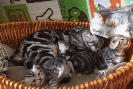最可爱好养的小动物，猫界最值得养的6种猫