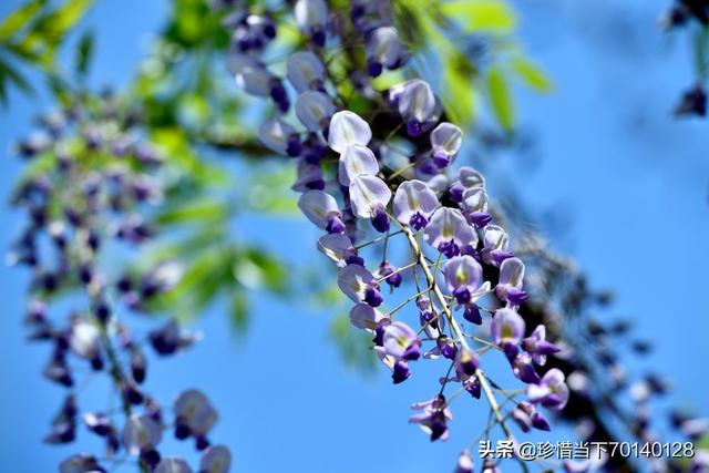 天津大学的海棠花季怎么玩，天津大学海棠花开（2022天津春天赏花地图）