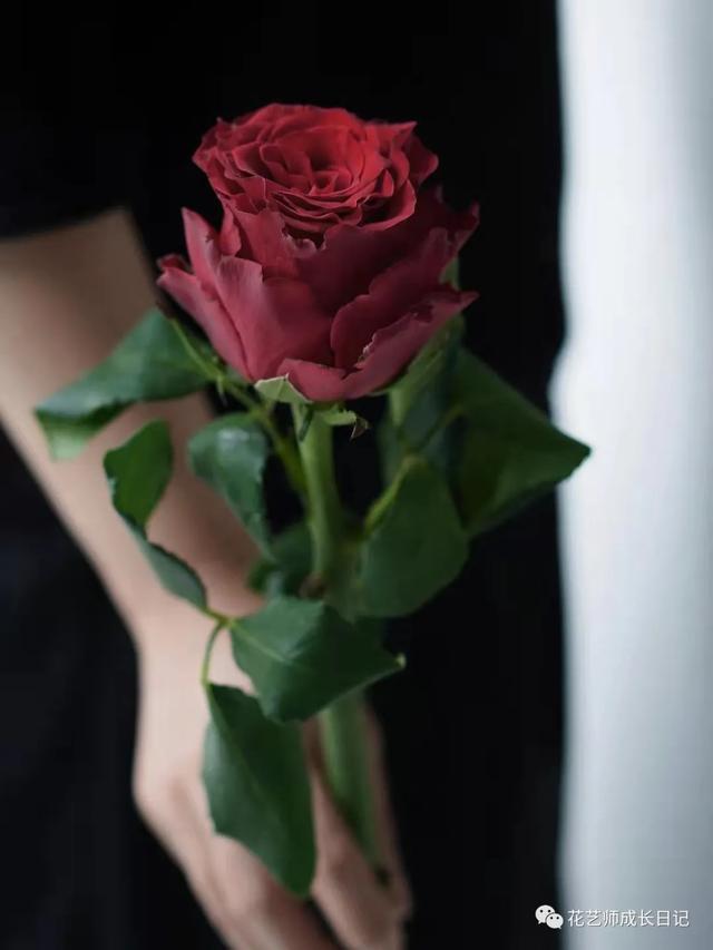 黑玫瑰花语，碎冰蓝玫瑰花语（复古暗红色系的玫瑰女王）