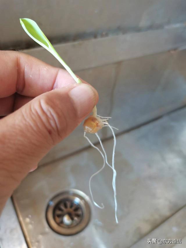 发熟玉米图片是什么意思，玉米熟透的样子（静默笔记：玉米粒发芽）
