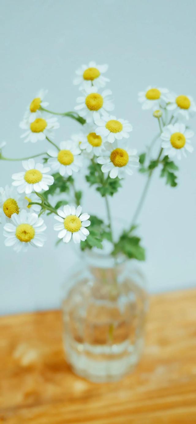 1,小雏菊壁纸‖ 生活如果不宠你,更要善待自己