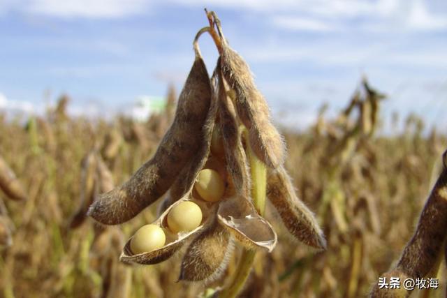 大豆和黄豆一样吗，大豆和黄豆是一个东西吗（泗洪发现的野生大豆）