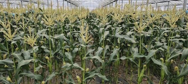 水果玉米煮多长时间，水果玉米煮多久（金山本地水果玉米上市）