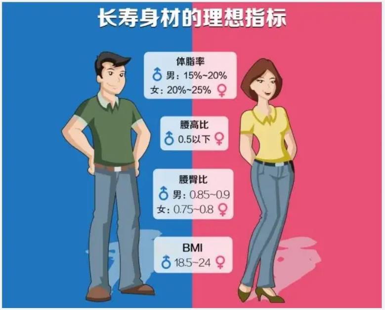 女性腰围对照表cm和尺(女性腰围对照表cm)