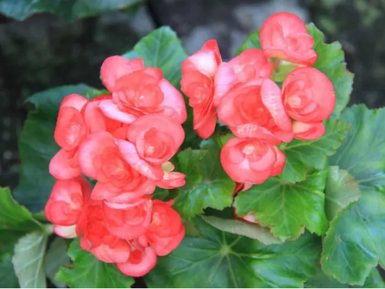 春天开的常见的花，春天的花有哪些（春天的花有哪些 名字）