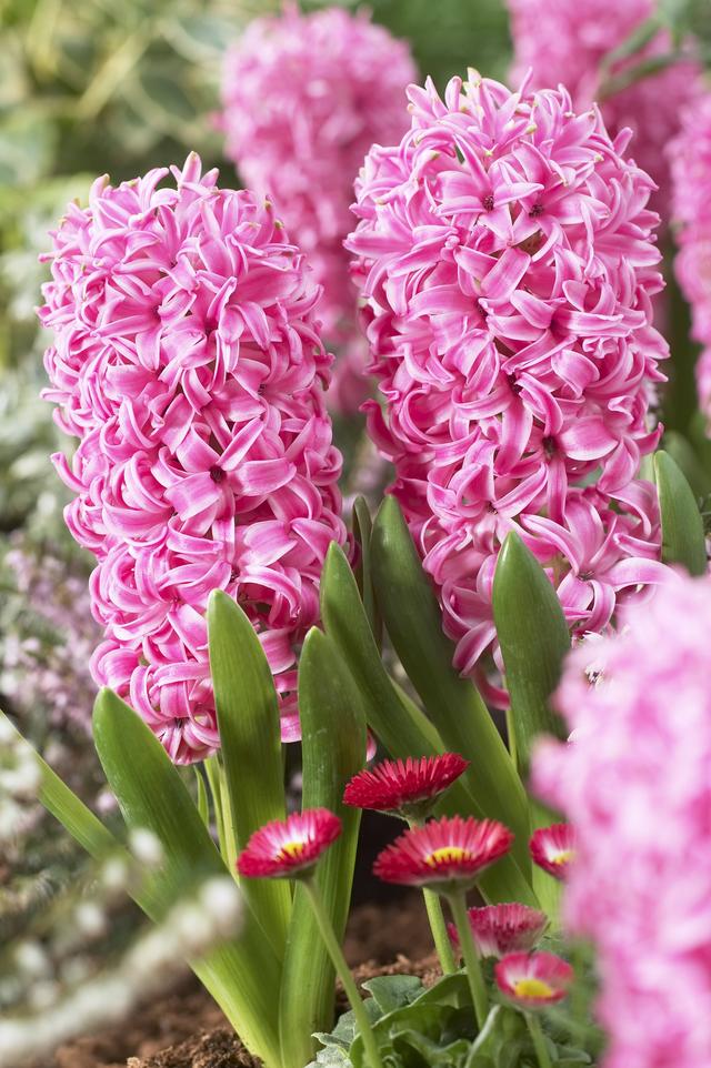 地狱花的花语是什么，地狱花园2021（12种“小毒花”）