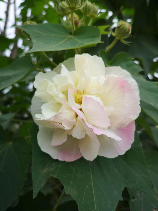 芙蓉花的寓意和象征，芙蓉花的寓意（芙蓉花，成都最美的花）