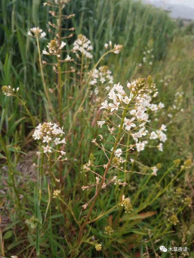 那些四月里开出绚烂花儿的野生植物们，四月有什么花开花