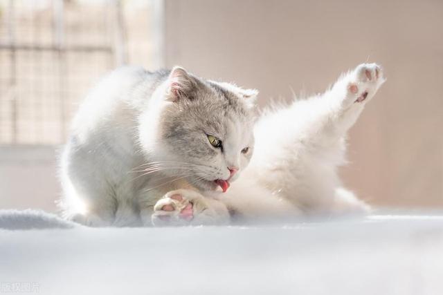 为什么猫咪会呕吐猫粮，猫咪呕吐、吐猫粮是什么原因造成的