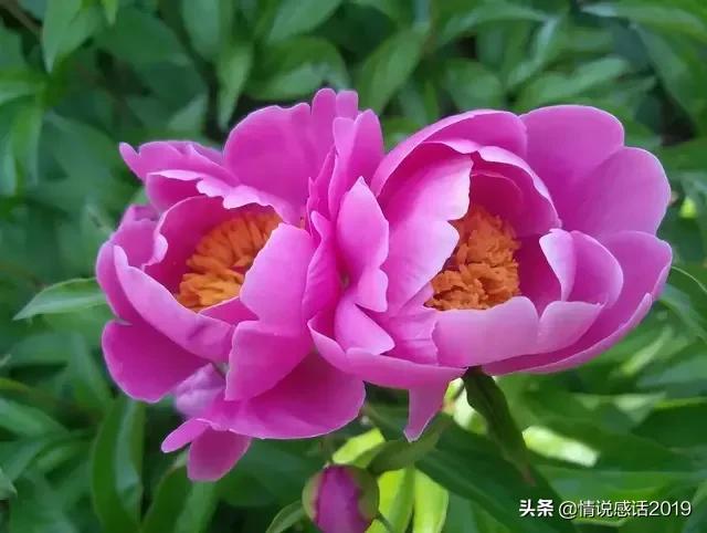 芍药的花语是什么，芍药花语是什么的爱人（花韵温柔懂成全）