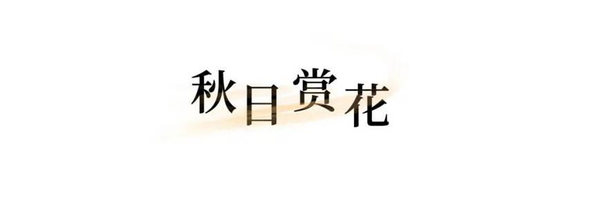 乌镇有什么好玩的景点，乌镇有什么好玩的景点（赏桂花、吃早茶、宿江南）