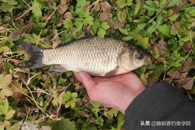 怎样样自制鲫鱼饵料配方，自制鲫鱼饵料配方大全（野钓鲫鱼用哪种饵料配方的效果最好用）