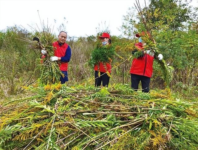 贵阳市花是什么花，贵阳市市花为什么是兰花（贵阳惊现“恶魔之花”）