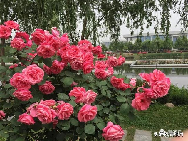 沈从文深度散文，<10万+课程老师讲义>